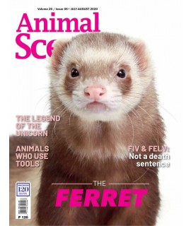 Animal Scene