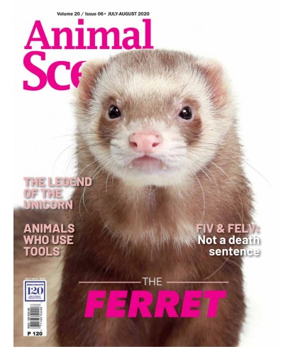 Animal Scene